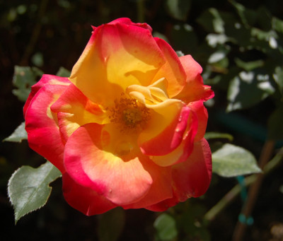 Sieben_Farben_T2_4834_90.jpg