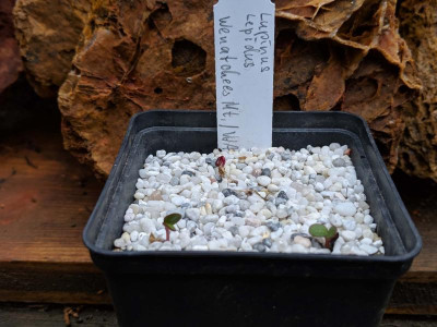 Lupinus lepidus 02.03.19.jpg