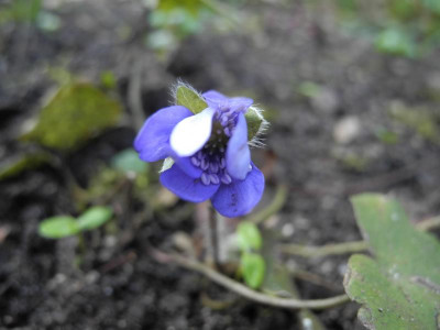 Hepatica transylvanica 2016-02-29 2.jpg.JPG