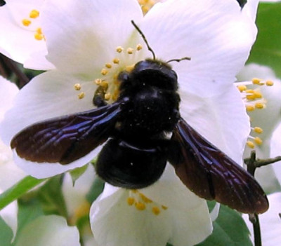 HolzBieneKlein07.jpg