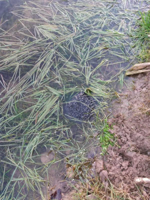 bleiche19froschlaich.jpg