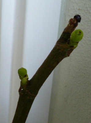 P1090323.JPG