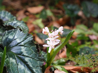 Scilla bifolia weiß mit roas Staubgefäßen P3030347.JPG