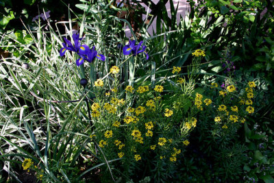 Ulisgarten0607.jpg