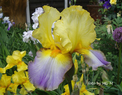 Imgp1162-Can-Can.jpg