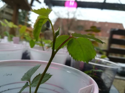 JG_20190303.jpg