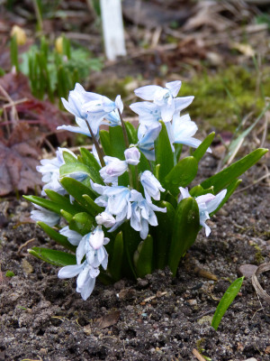 2019-03-01 Scilla miczenkoana.jpg