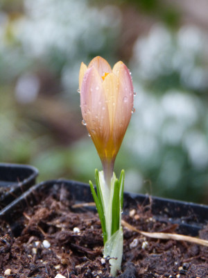 2019-03-03 Crocus 'Rainbow Gold'.jpg