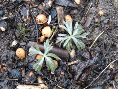 2019-03-03 Eranthis pinnatifida.jpg