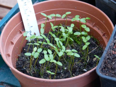 2019-03-03 Eranthis 'Lady Lamortagne' Absaat.jpg