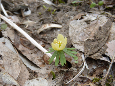 2019-02-21 Eranthis 'Schwefelglanz'.jpg