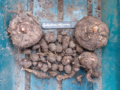 2019-03-03 Spathantheum orbignyanum 2.jpg