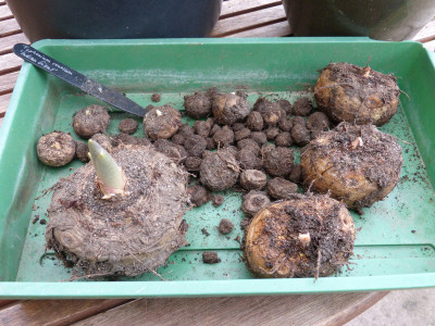 2019-03-02 Typhonium venosum ''Indian Giant' 2.jpg
