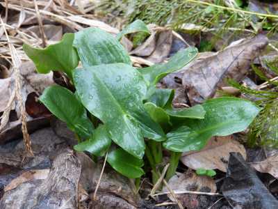 2019-03-03 Arum creticum.jpg