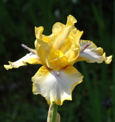 A3885a_Large.JPG