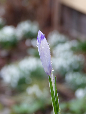 2019-03-03 Crocus heuffelianus 'Shock Wave'.jpg