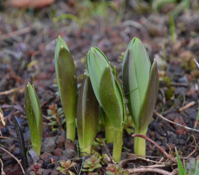 Fritillaria_persica-Adiyaman.19-1.jpg