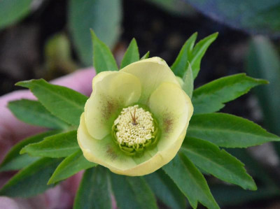 Helleborus-Sämling-gelb-Zimtstaub.19-1.jpg