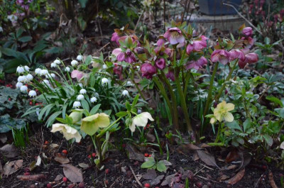 Helleborus-Sämlinge.19-4.jpg