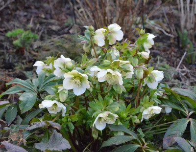 Helleborus-Sämling-weiß.19-1.jpg