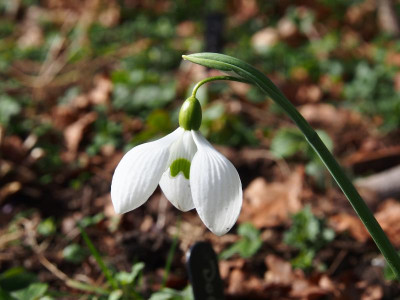Galanthus 'Dodo Norton' P3110072.JPG
