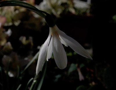 galanthus-gloria_pure.jpg