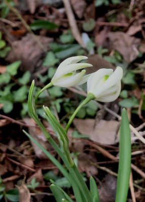 galanthus-semispiky pur.jpg