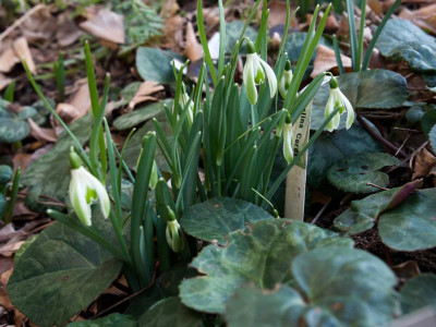 galanthus-selina-cords_pur.jpg