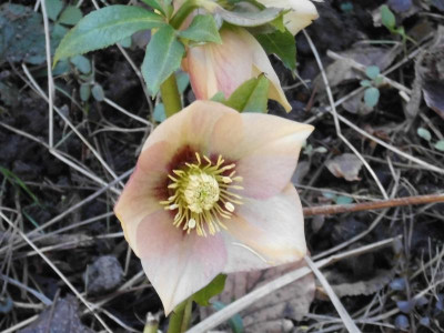 Sämling_rosa-geb.jpg