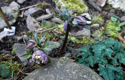 h.purpurascens.jpg