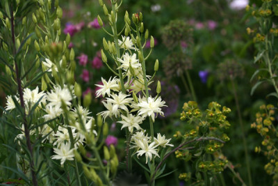 Camassia-leichtl..jpg