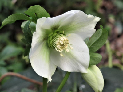 helleweiss.img.JPG