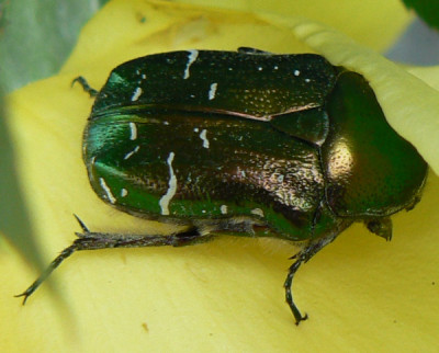 Rosenkaefer_07_05_20_a.jpg