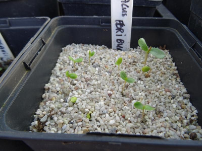 Malus floribunda Germination March 2019.JPG