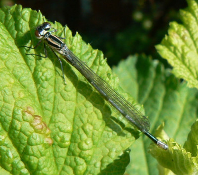 Libelle_07_05_20_a.jpg