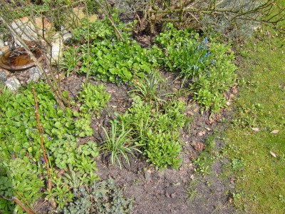 Veilchen an Vogelbadewanne 01.JPG