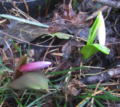 Hundszahn Albino und Kupfer.jpg