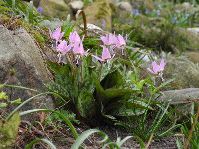 Erythronium dens-canis 'Purple King' 2018-04-09 01.JPG