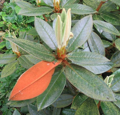 Rhododendron_bureavii_fars_2007.jpg