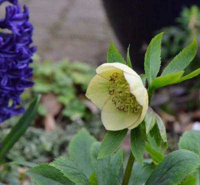 Helleborus-Dinah.19-1.jpg