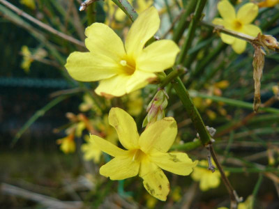 Winter Jasmin.jpg