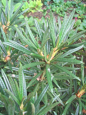 Rhododendron_roxieanum_var._oreonastes_2_fars_2007.jpg