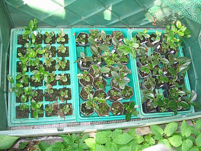Rhododendron_Kinderstube_fars_2007.jpg