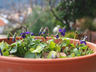 Viola odorata 'Donau' P3060347.JPG