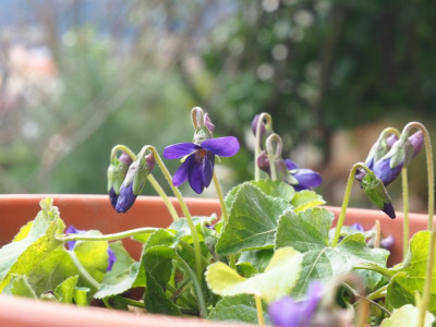 Viola odorata 'Donau' P3060348.JPG
