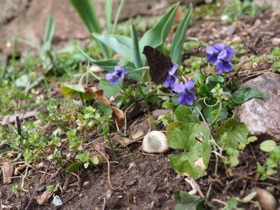 Viola odorata mit Falter P3060360.JPG