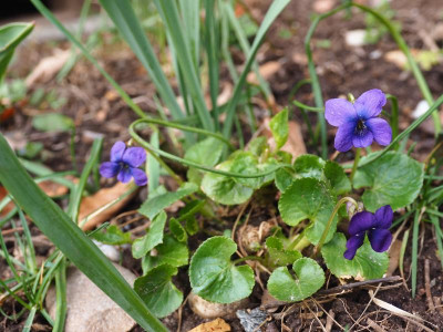 Viola Odorata 'Mrs Pinehurst' P3060356.JPG
