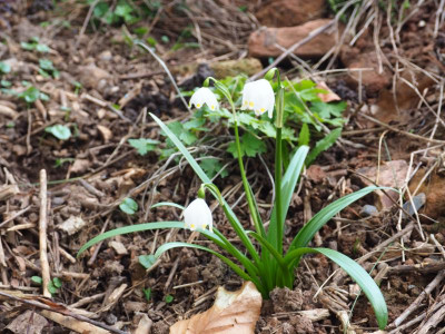 Leucojum vernum gelbe Tupfen P3060372.JPG