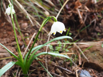 Leucojum vernum gelbe Tupfen P3060374.JPG