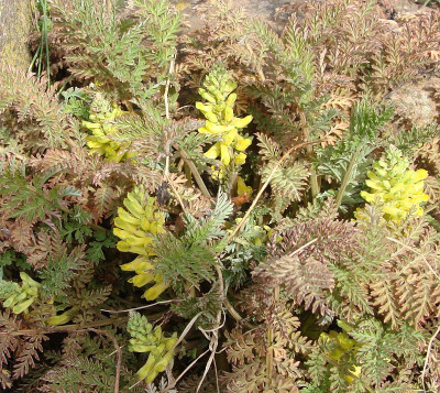 Corydalis cheilanthifolia-1.jpg